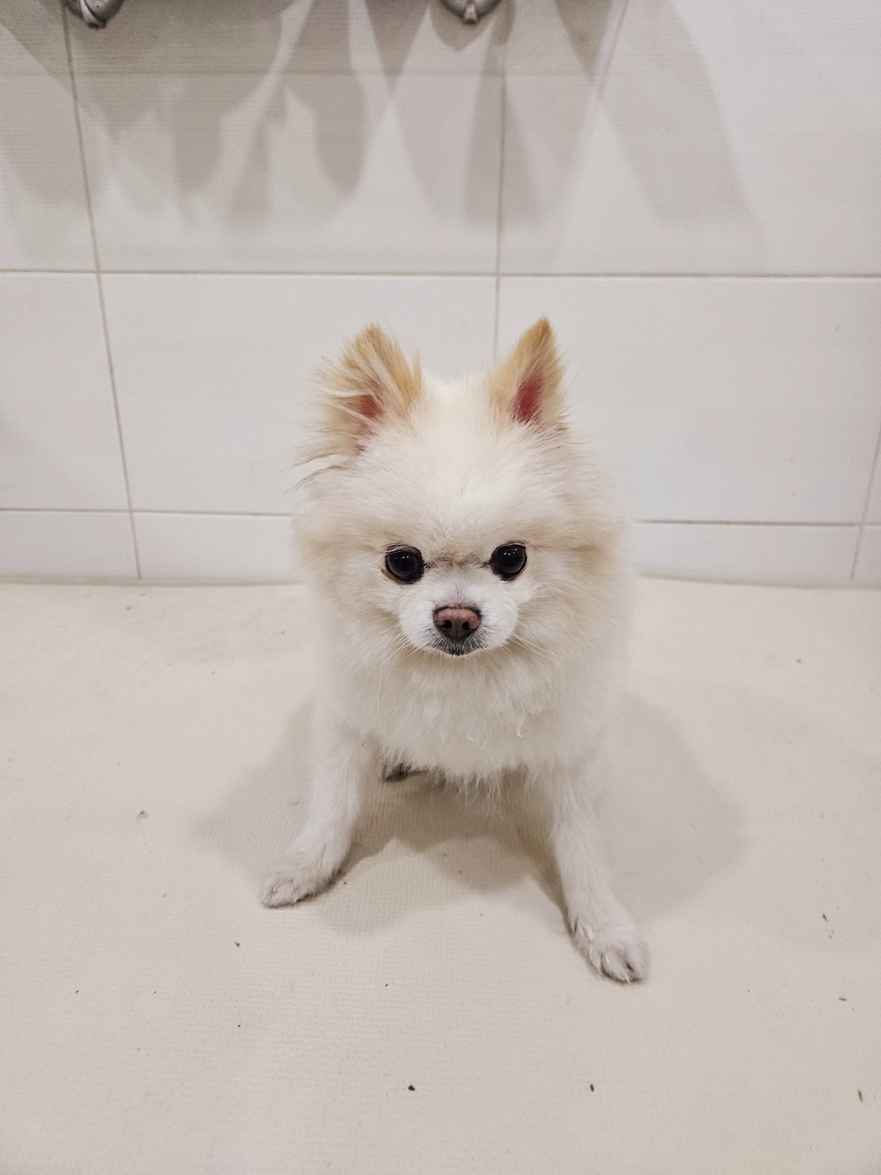 포메라니안 이미지 파일 입니다.